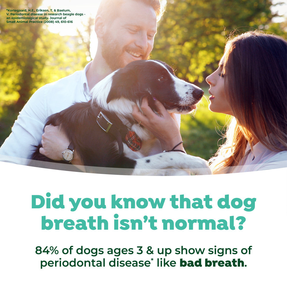 TropiClean Fresh Breath Mint Foam for Pets, 4.5oz