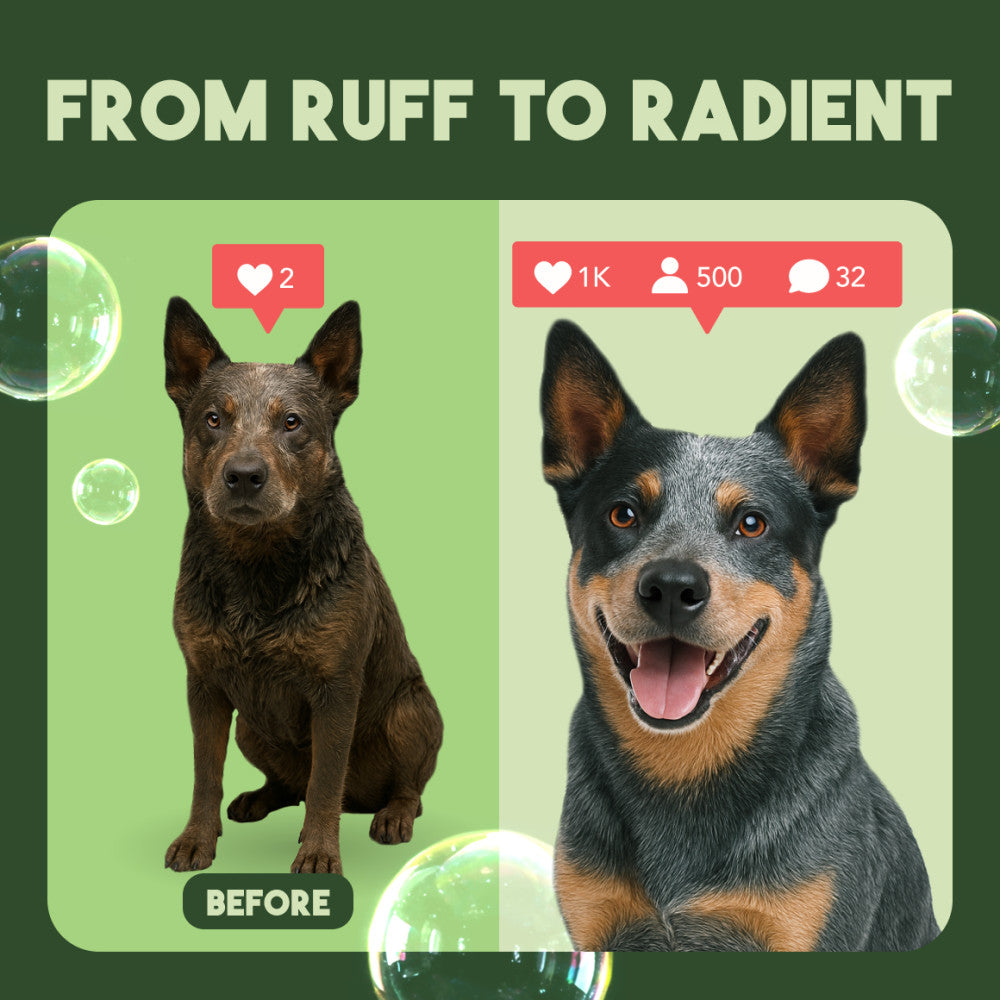 TropiClean Aloe & Coconut Deodorizing Shampoo for Pets, 1 gal