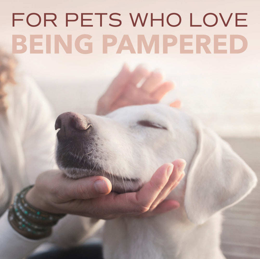 Sunset - SPA by TropiClean Lavish For Him Cologne Spray for Pets, 8oz