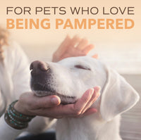 Sunsetting - SPA by TropiClean Lavish Renew Shampoo for Pets, 1 gal