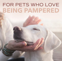 Sunsetting - SPA by TropiClean Lavish For Him Shampoo for Pets, 1 gal