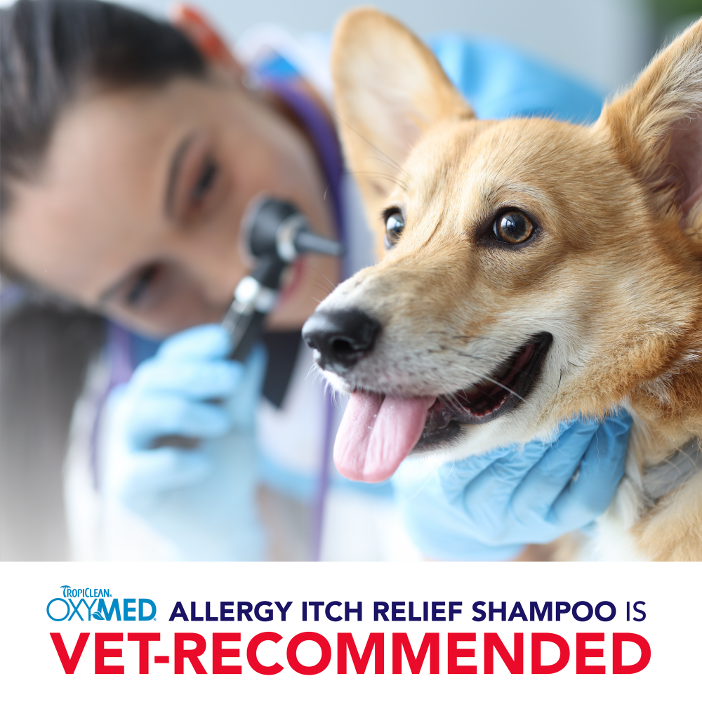 TropiClean OxyMed Allergy Itch Relief Shampoo, 20oz